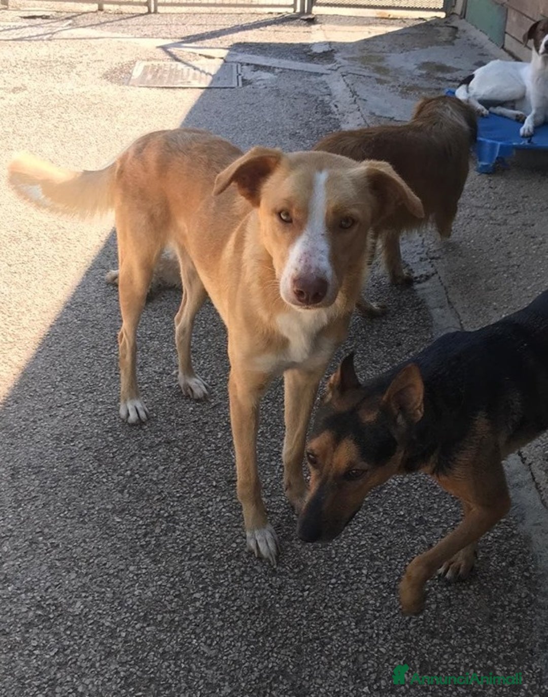 Meticcio cani in regalo: BIONDO, il cane più simpatico del canile! - Annuncio 3