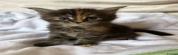 Maine Coon gatti in vendita: Tre cucciole di razza Maine coon  - Annuncio 4