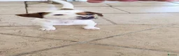 Jack Russell cani in vendita: ULTIMI DUE CUCCIOLI - Annuncio 4
