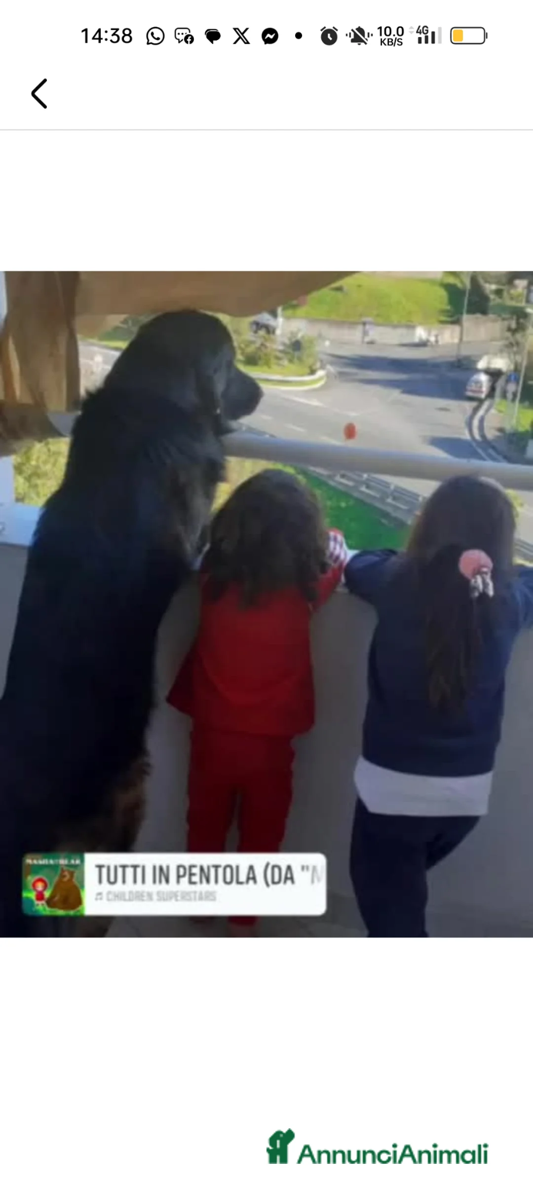 Meticcio cani per accoppiamento: Cerco cagnolona per cuccioli - Annuncio 2