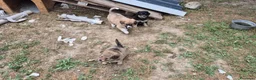 Meticcio cani in regalo: Regalo cuccioli - Annuncio 11