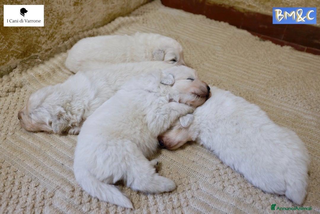 Pastore Maremmano cani in vendita: Cucciolata Pastore Maremmano Abruzzese - Pedigree - Immagine 5
