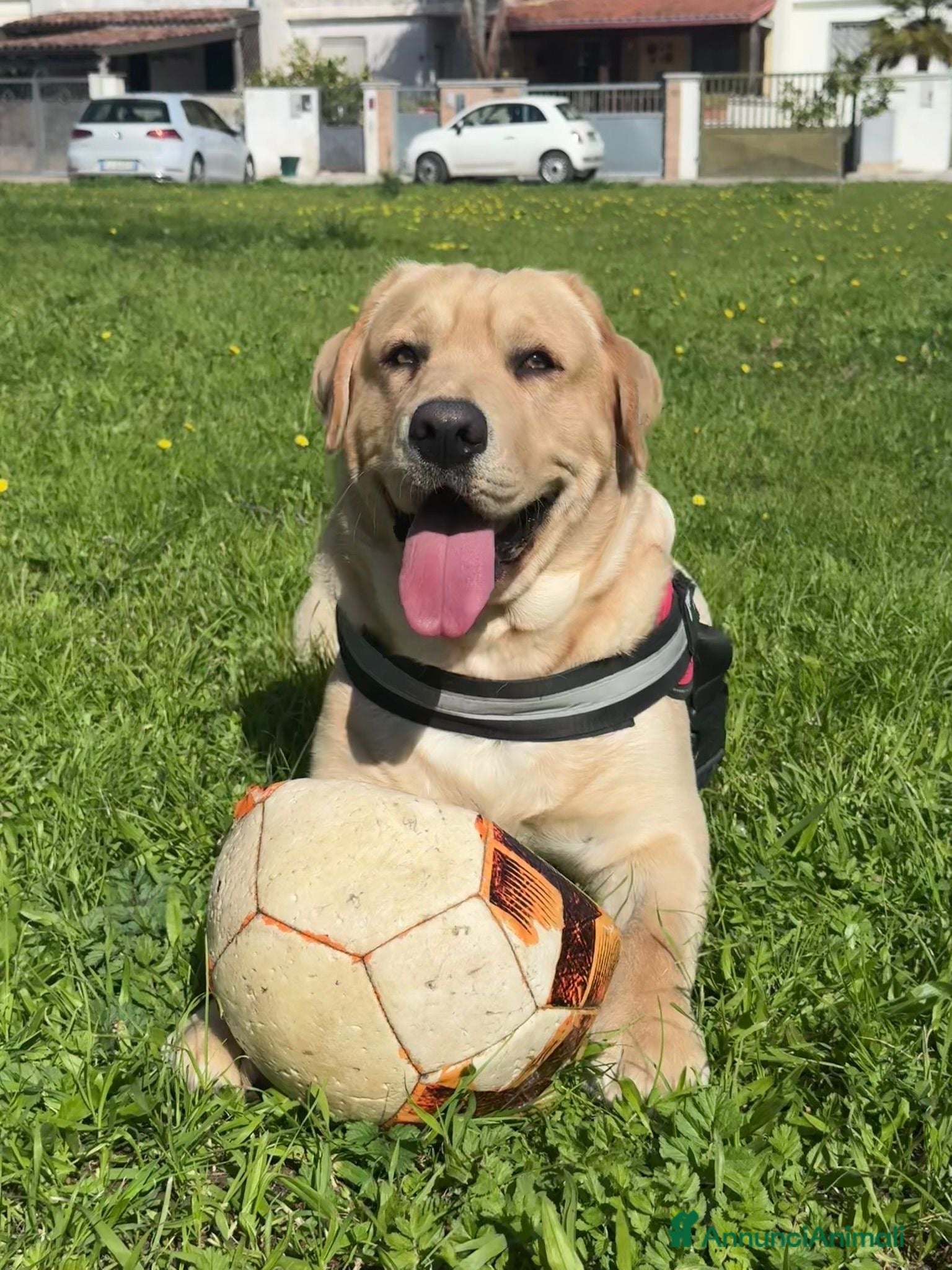 Labrador cani labrador per accoppiamento - Annuncio 2