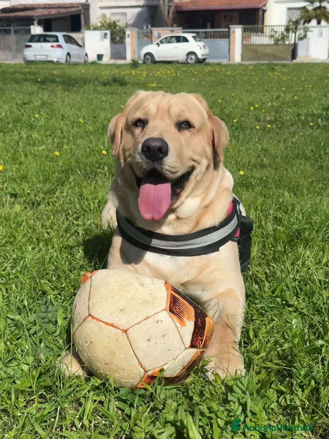Labrador cani per accoppiamento: labrador per accoppiamento a Provincia di Lecce - Annuncio 1