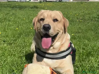 Labrador cani labrador per accoppiamento - Annuncio 2