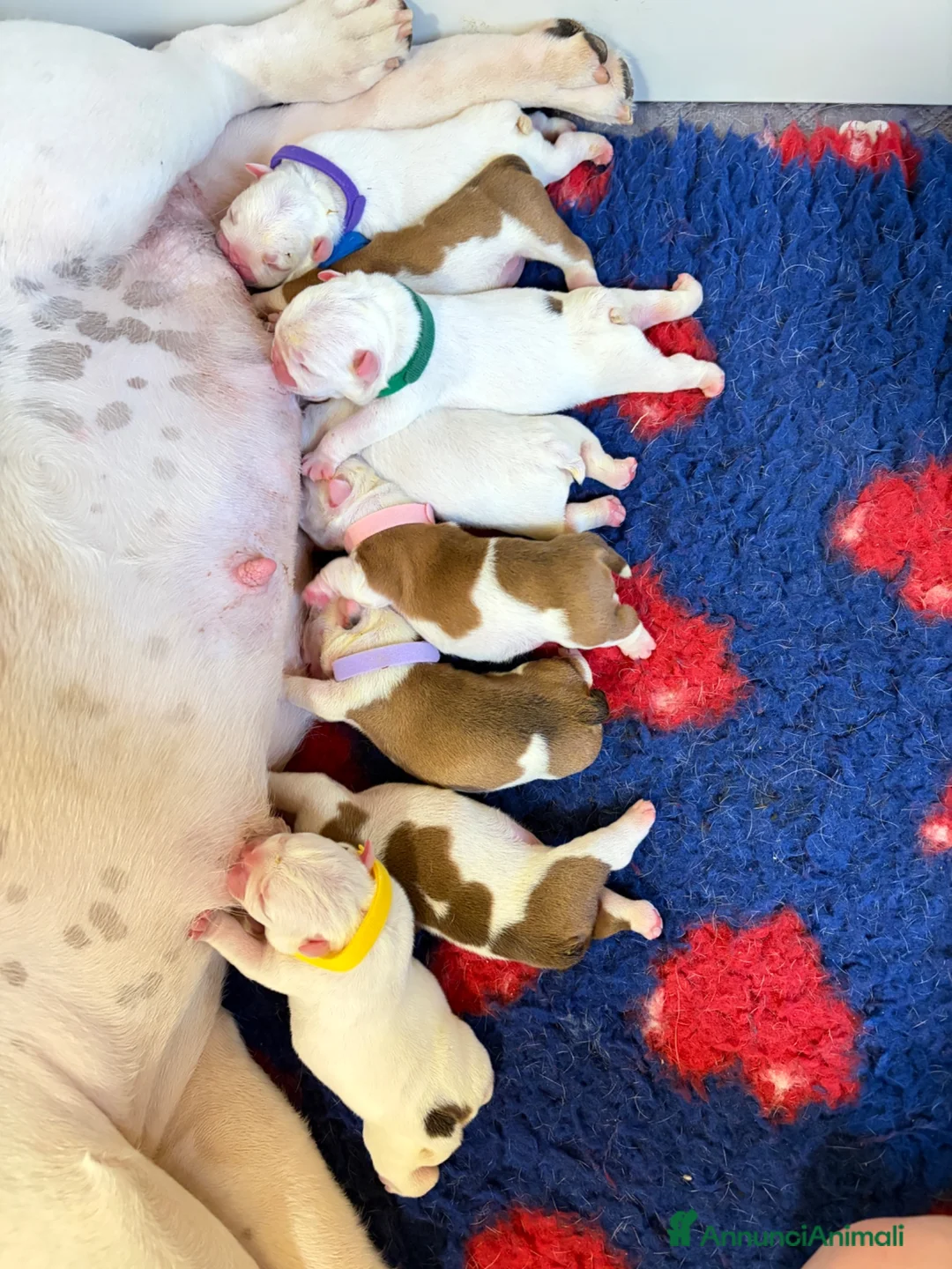 Bulldog cani in vendita: Cuccioli Di Bulldog  - Annuncio 2