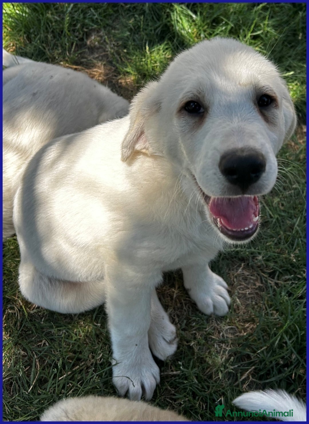 Pastore Maremmano cani in regalo: BBQ, CUCCIOLA 2 MESI MIX MAREMMANA, DOLCE NUVOLETT - Annuncio 4