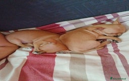 Chihuahua cani in vendita: Cuccioli di chihuahua deliziosi a Città metropolitana di Roma Capitale - Immagine 15