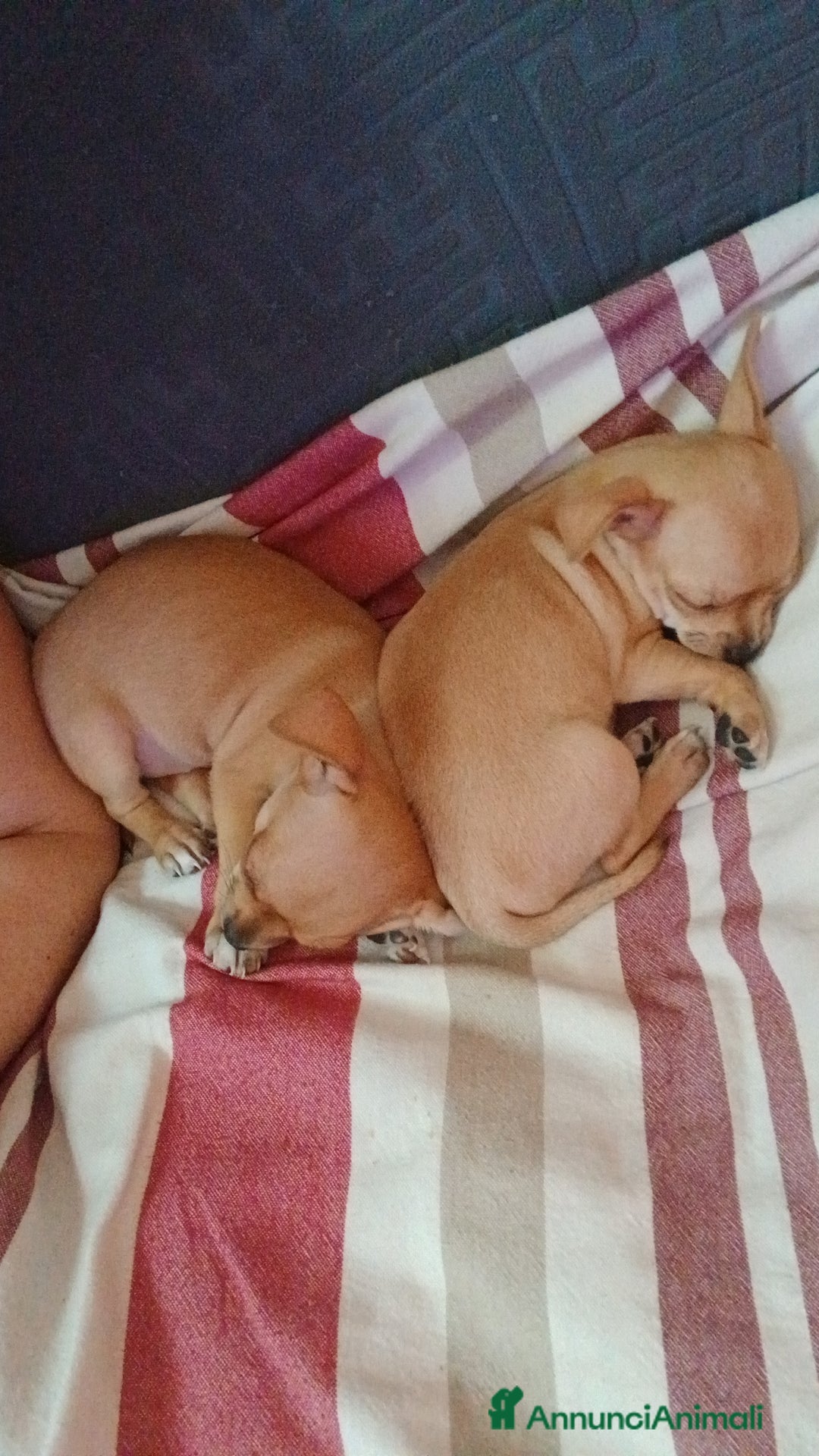 Chihuahua cani in vendita: Cuccioli di chihuahua deliziosi a Città metropolitana di Roma Capitale - Immagine 15