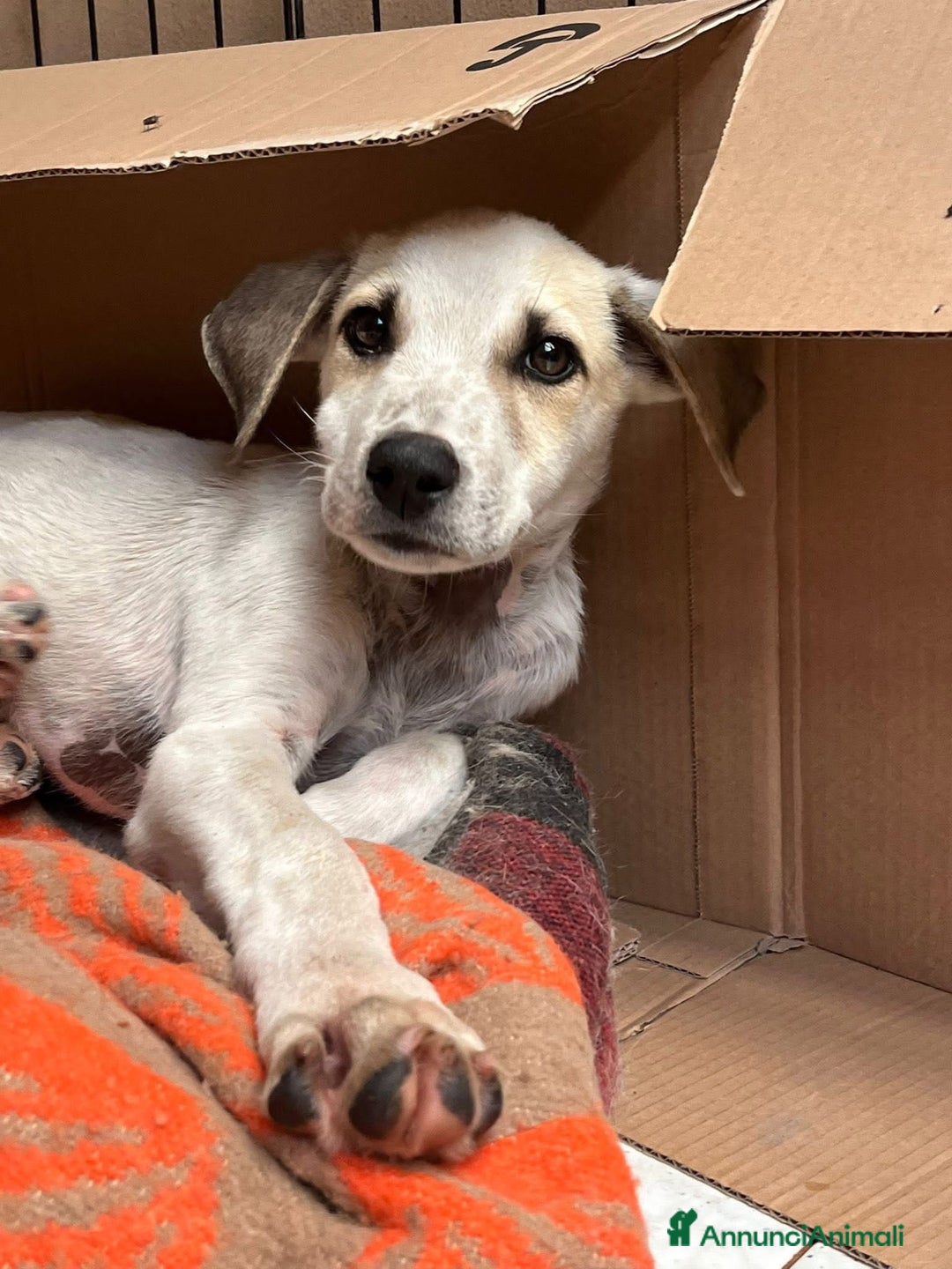 Altre razze cani in regalo: thomas - Annuncio 2