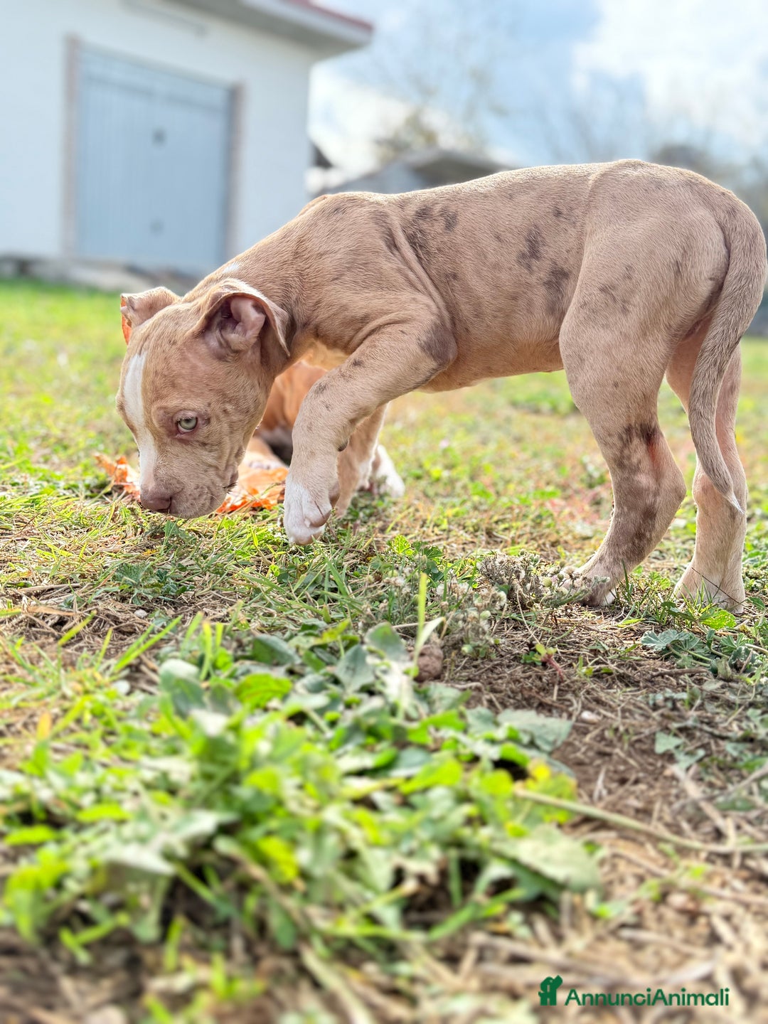 Meticcio cani in vendita: CUCCIOLI IN VENDITA . - Annuncio 11