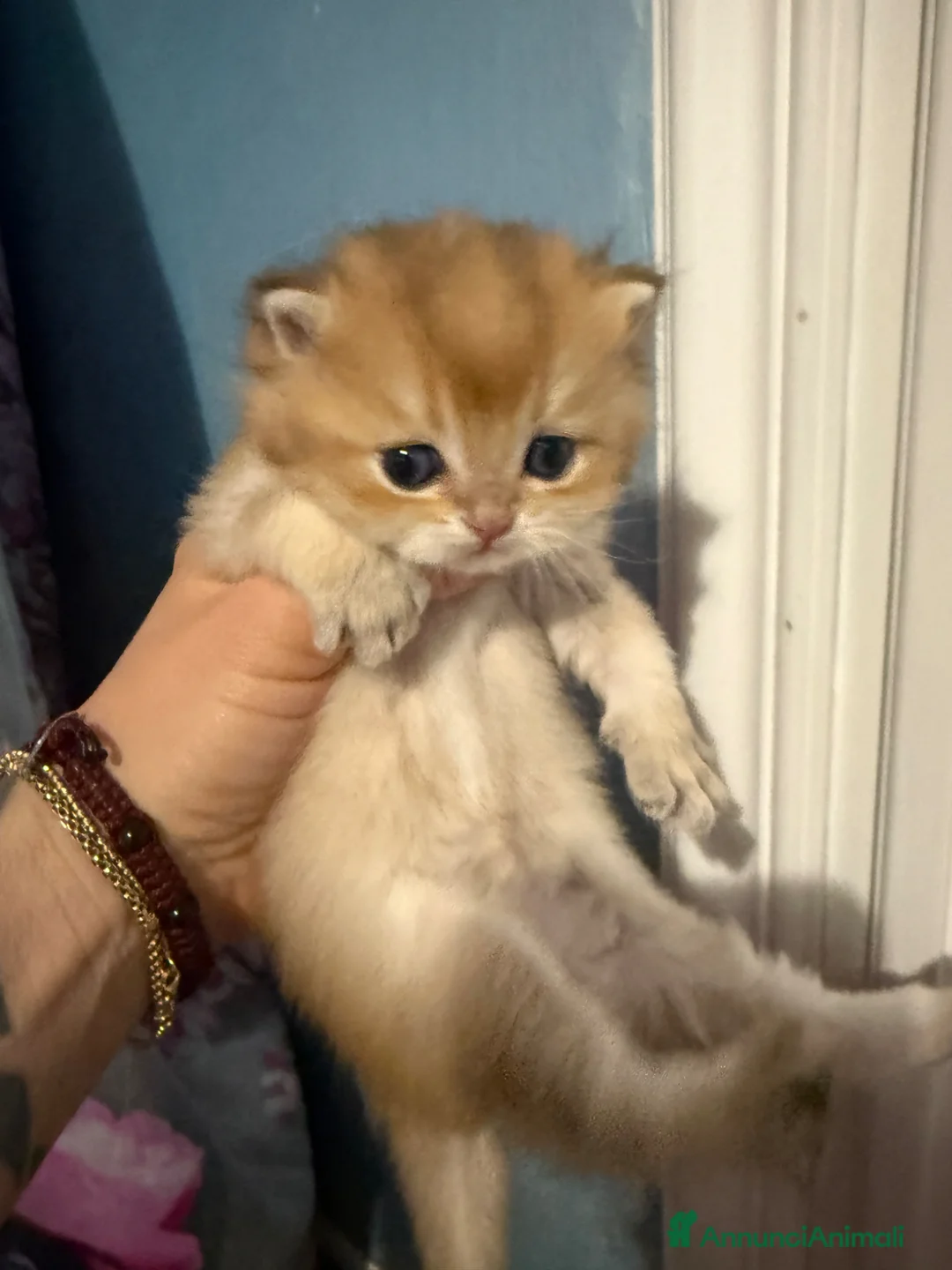 British gatti in vendita: British black golden  - Annuncio 1