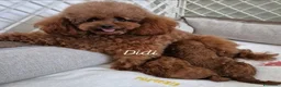 Barboncino Toy cani in vendita: Barboncino mini toy  a Provincia di Modena - Annuncio 2