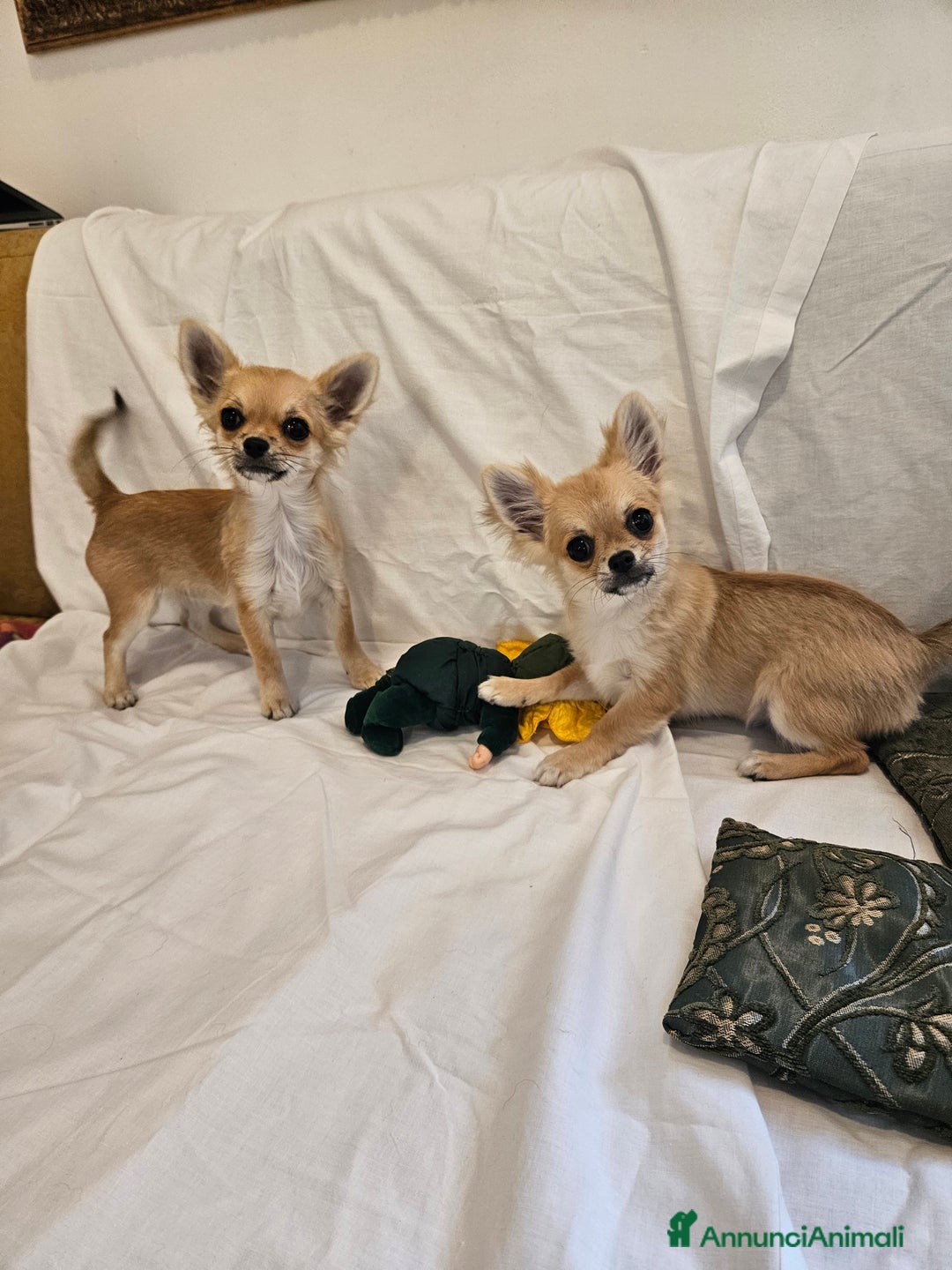 Chihuahua cani in vendita: Maschio e femmina chihuahua con Pedegree Enci  - Annuncio 6