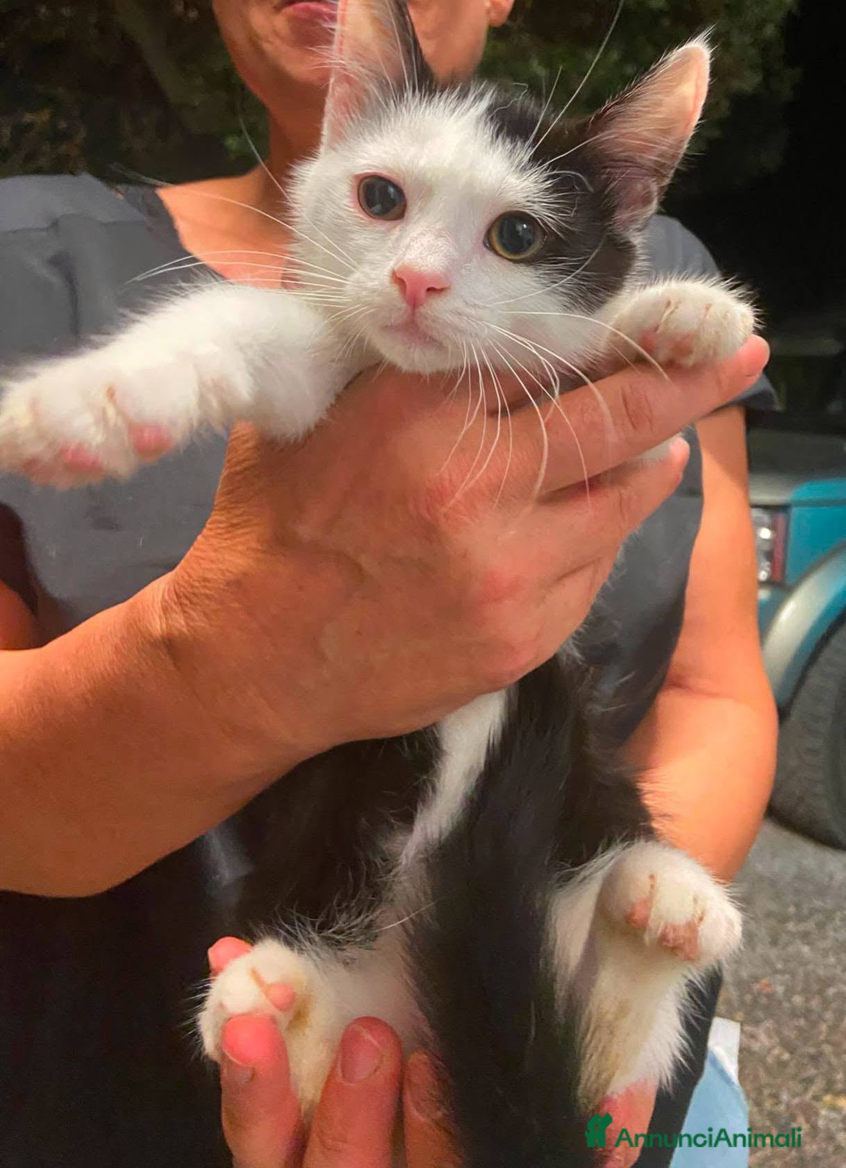 Europeo gatti Gattino dolcissimo  - Annuncio 6
