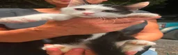 Europeo gatti in regalo: Gattino dolcissimo  - Annuncio 1