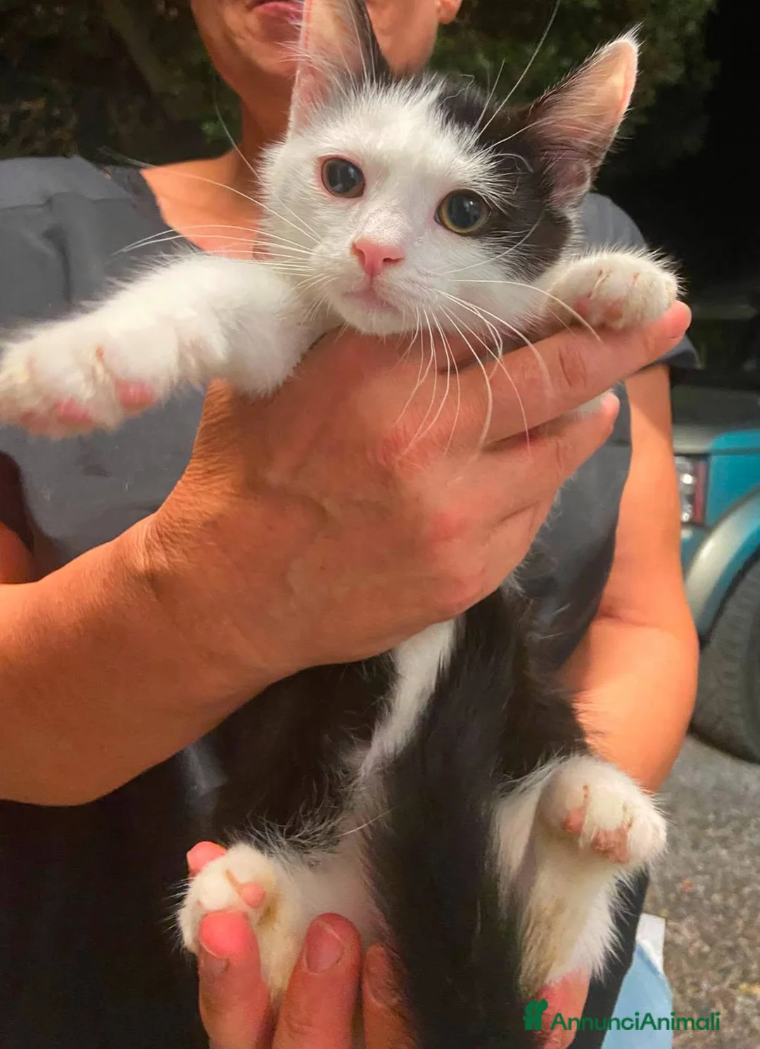 Europeo gatti in regalo: Gattino dolcissimo  - Annuncio 1