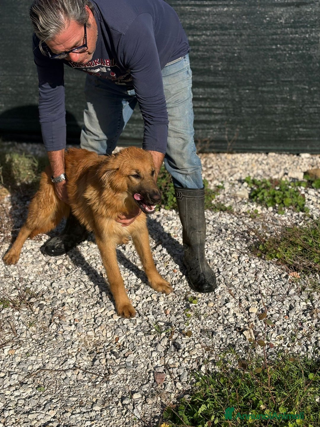 Meticcio cani in regalo: NINA, cucciola di 5 mesi - Annuncio 6