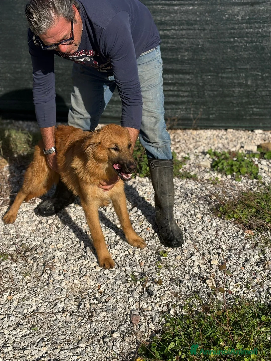 Meticcio cani in regalo: NINA, cucciola di 5 mesi - Annuncio 7