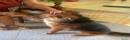 Meticcio cani in regalo: FULMINE 9 anni cerca adozione! - Annuncio 8