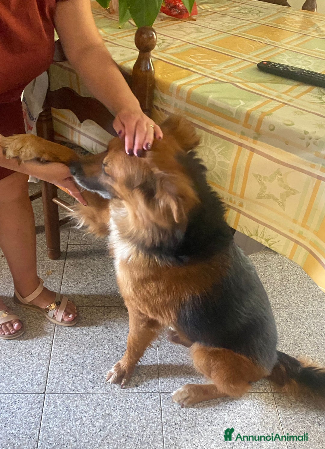 Meticcio cani in regalo: FULMINE 9 anni cerca adozione! - Annuncio 8