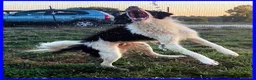 Meticcio cani in regalo: PETRUX meraviglioso patatone tg mediogrande - Annuncio 4