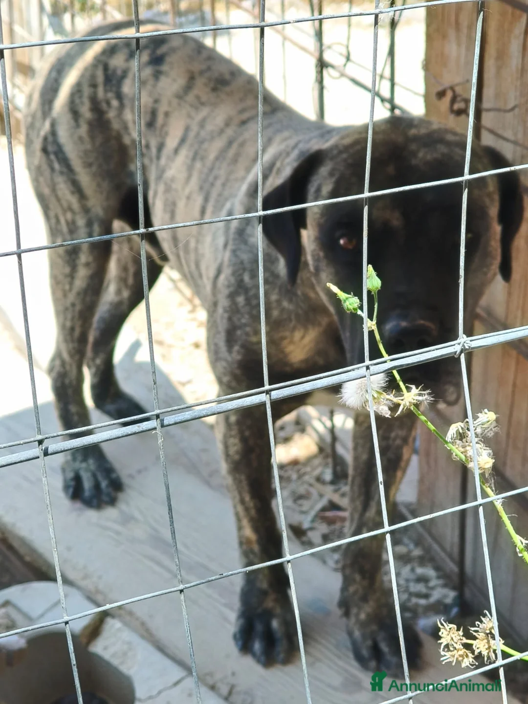 Cane Corso cani in regalo: Kira e Zeus, due anime buone in cerca di casa - Annuncio 4