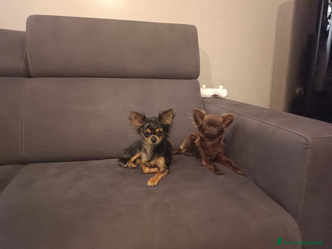 Chihuahua cani in vendita: Chihuahua femmina Merle pelo lungo  - Annuncio 6