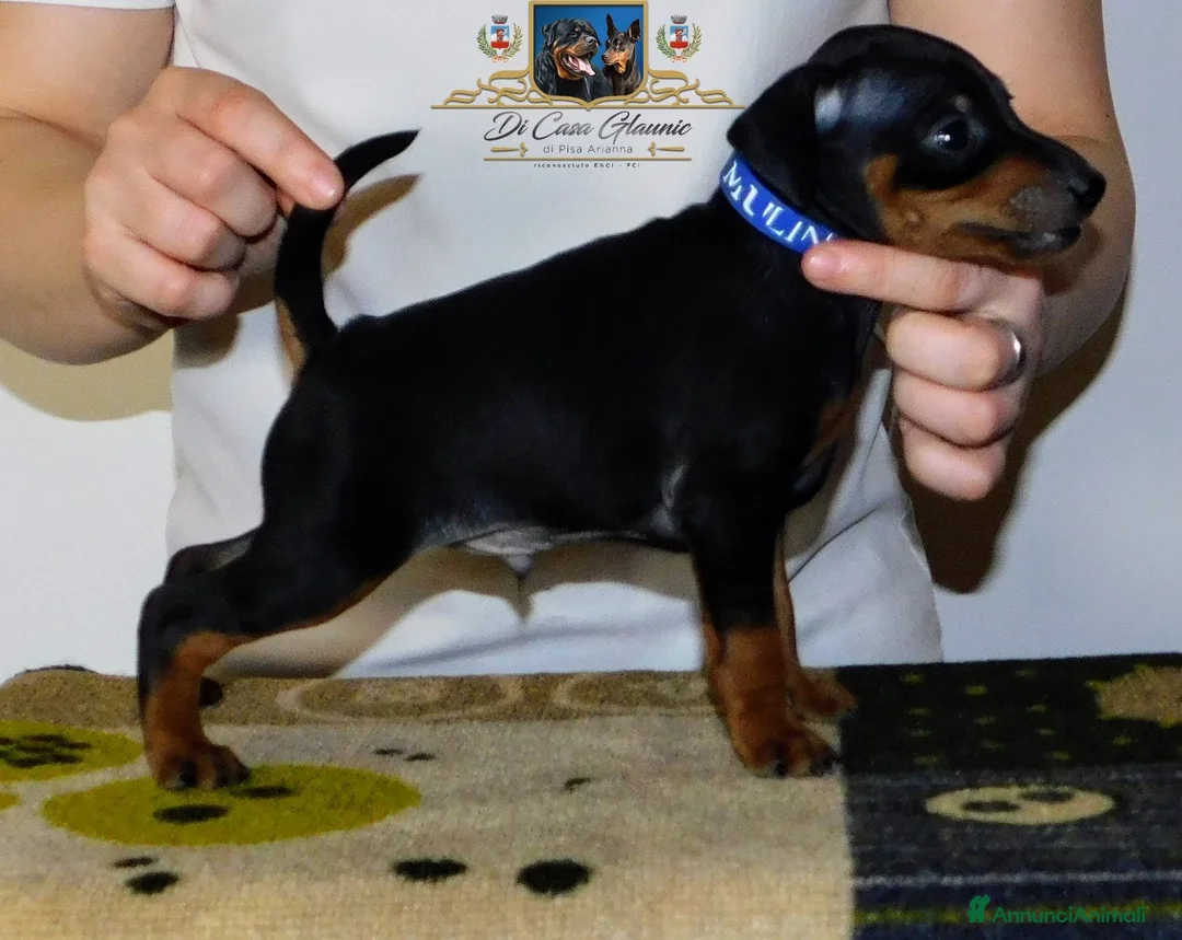 Immagine della galleria {{count}}