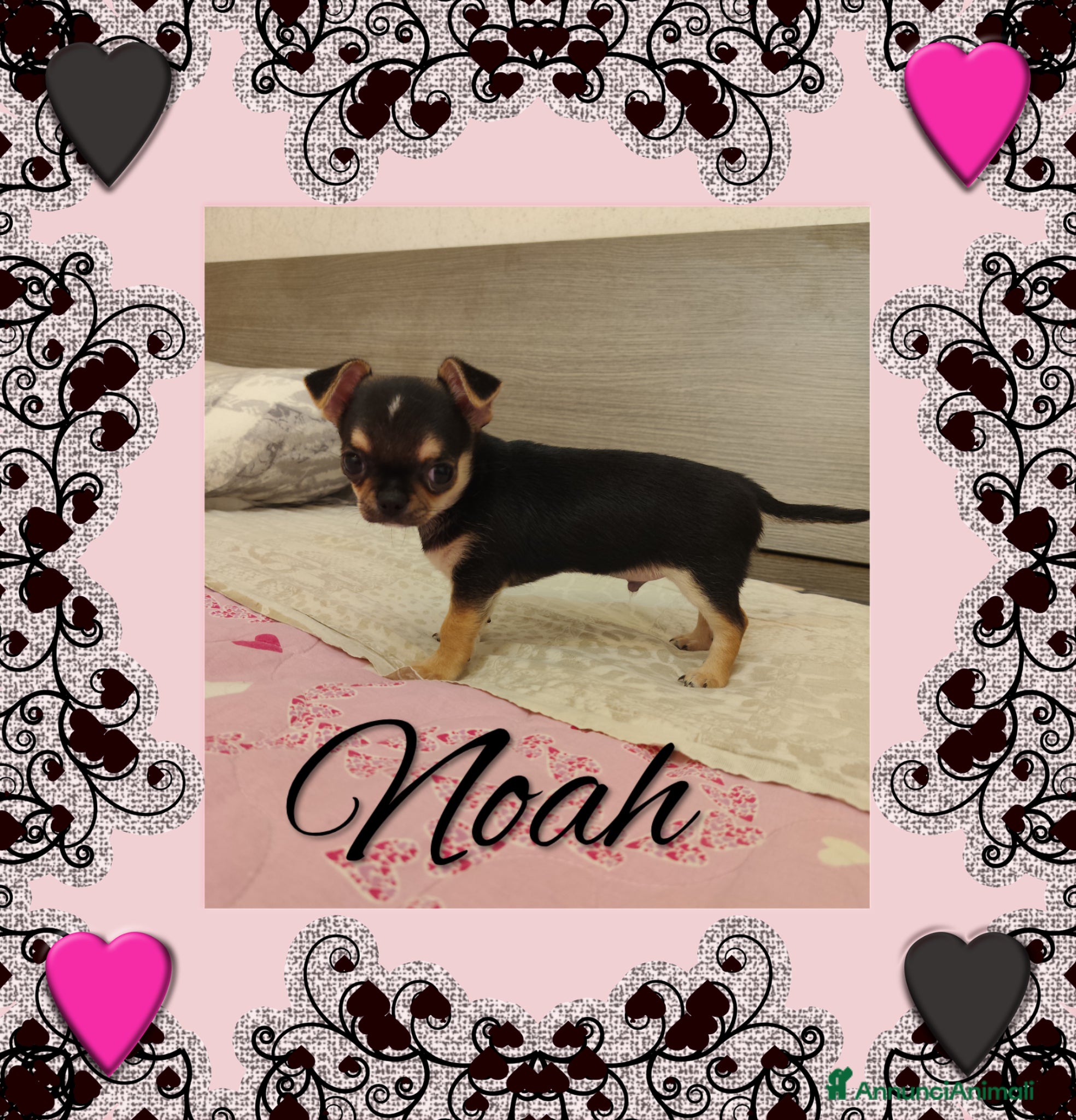 Chihuahua cani Noah maschietto chihuahua tricolor pelo raso - Annuncio 5