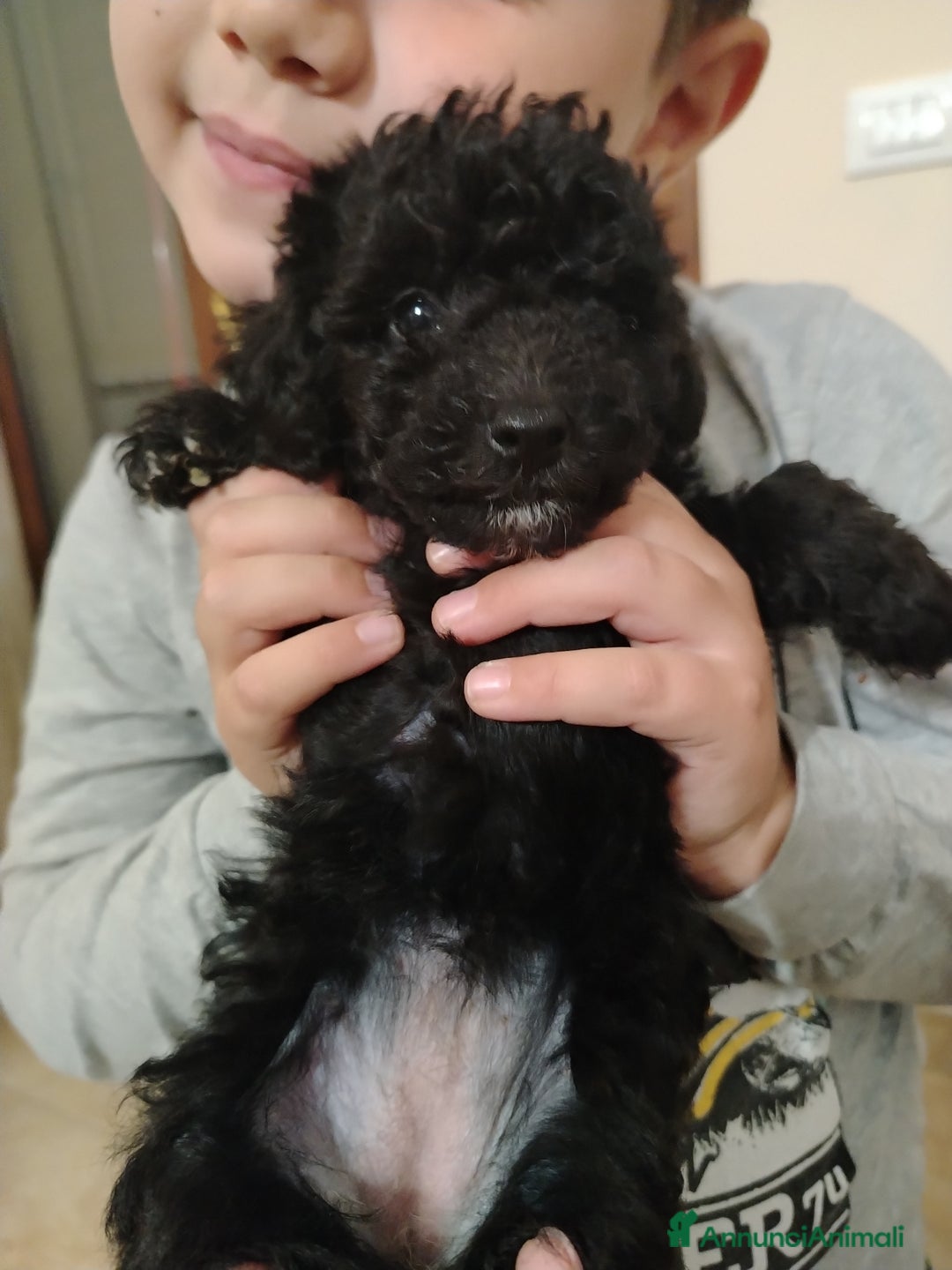 Barboncino cani in vendita: Barboncino  - Annuncio 2