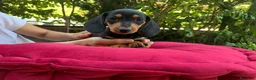 Bassotto cani in vendita: Cucciolo bassotto kaninchen/nano - Annuncio 5