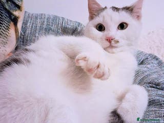 Europeo gatti GATTINO SUPERCOCCOLO FIOCCO - Annuncio 35