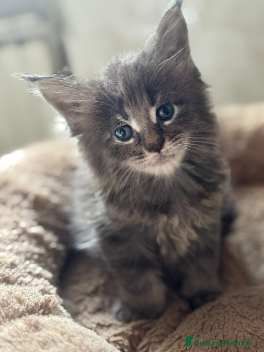 Maine Coon gatti in vendita: Maine Coon  - Annuncio 4