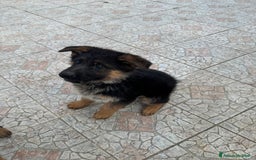 Pastore Tedesco cani in vendita: Cucciolo pastore tedesco a Città Metropolitana di Napoli - Immagine 6