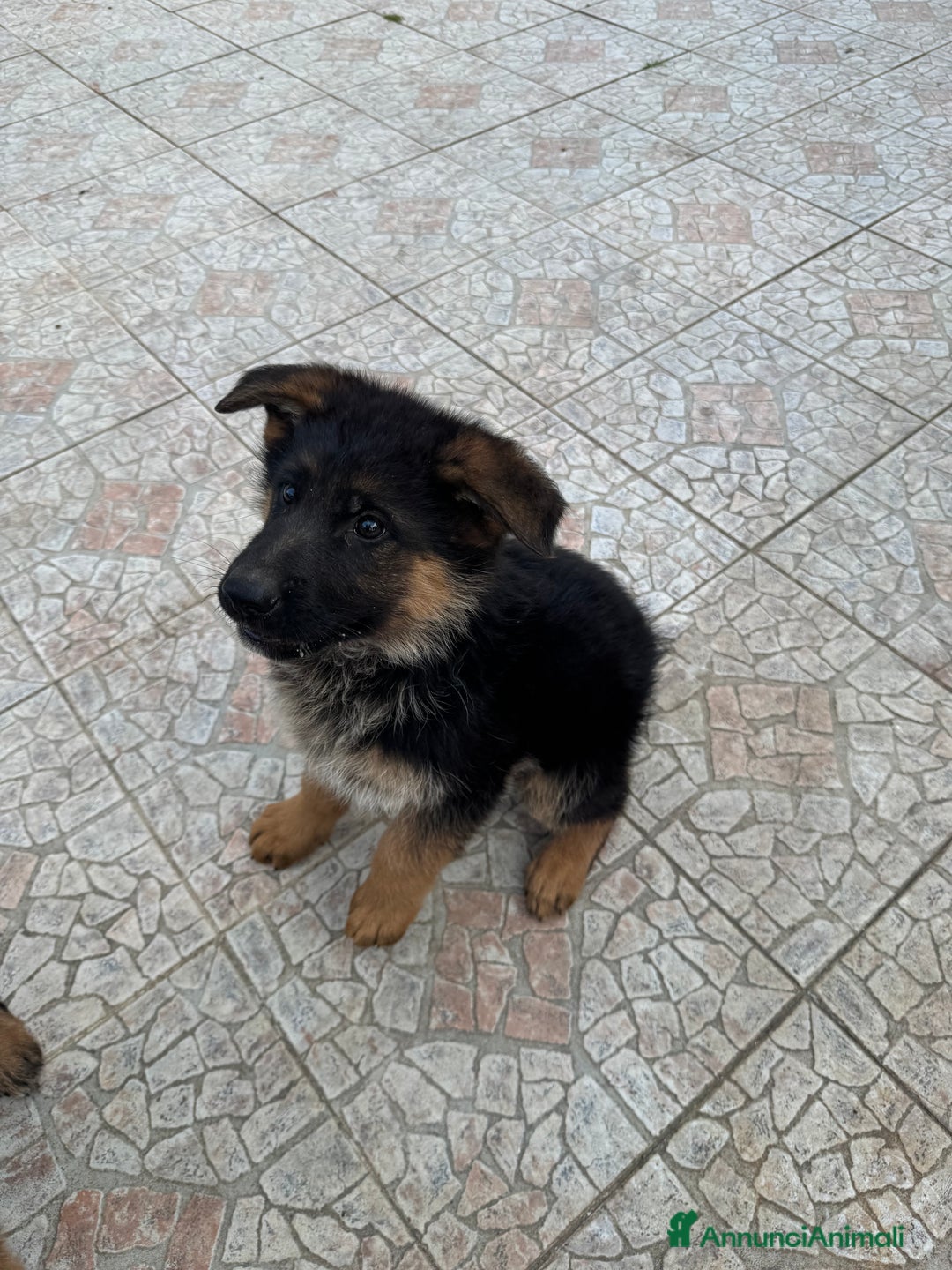 Pastore Tedesco cani in vendita: Cucciolo pastore tedesco a Città Metropolitana di Napoli - Immagine 6