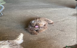 Lagotto cani in vendita: Cuccioli di lagotto disponibili  a Provincia di Asti - Immagine 11