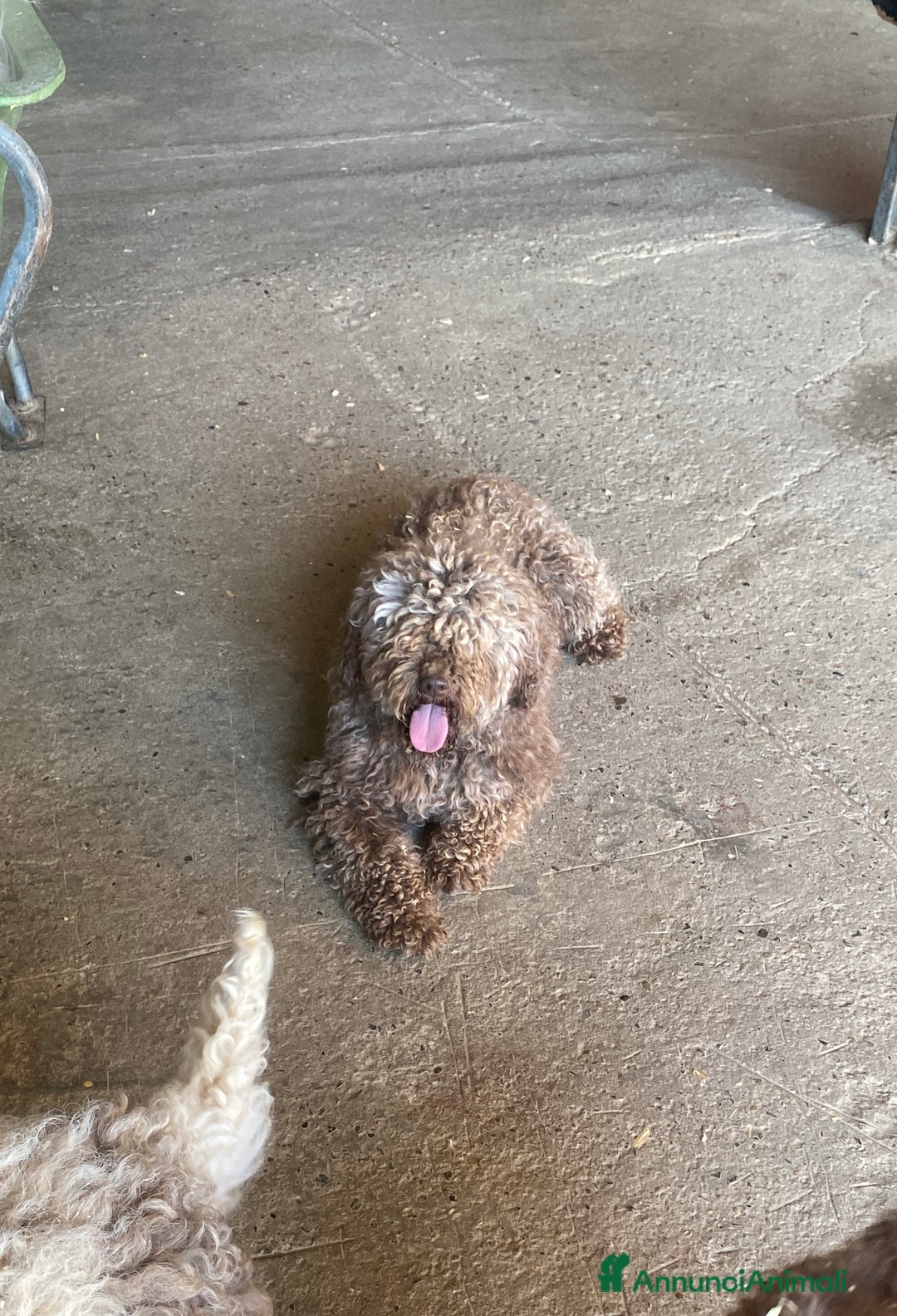 Lagotto cani in vendita: Cuccioli di lagotto disponibili  a Provincia di Asti - Immagine 11