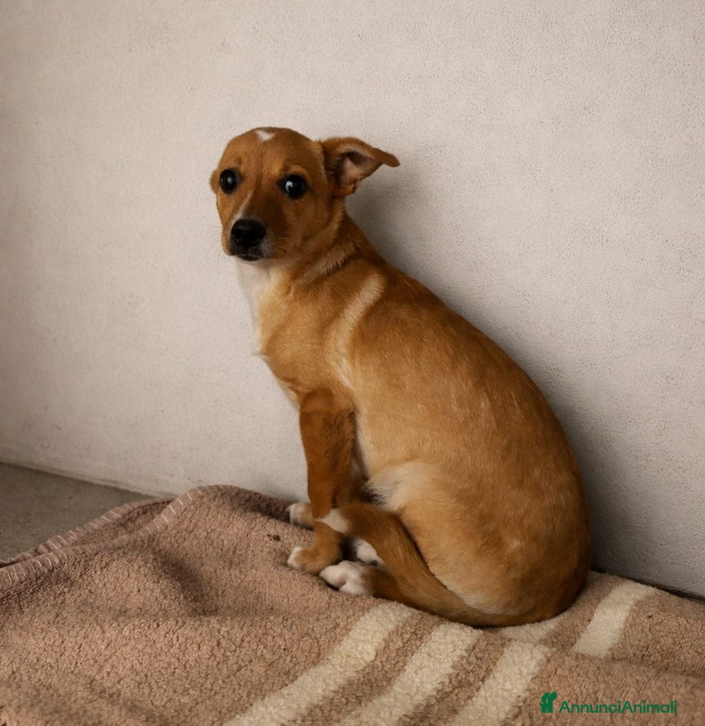 Meticcio cani Memole - Annuncio 2