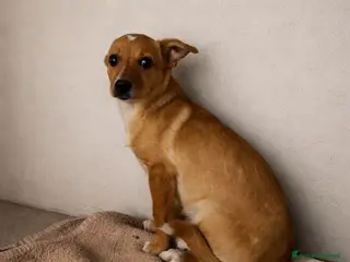 Meticcio cani Memole - Annuncio 2