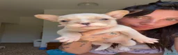 Bulldog Francese cani in vendita: Cuccioli di bulldog francese  - Annuncio 4
