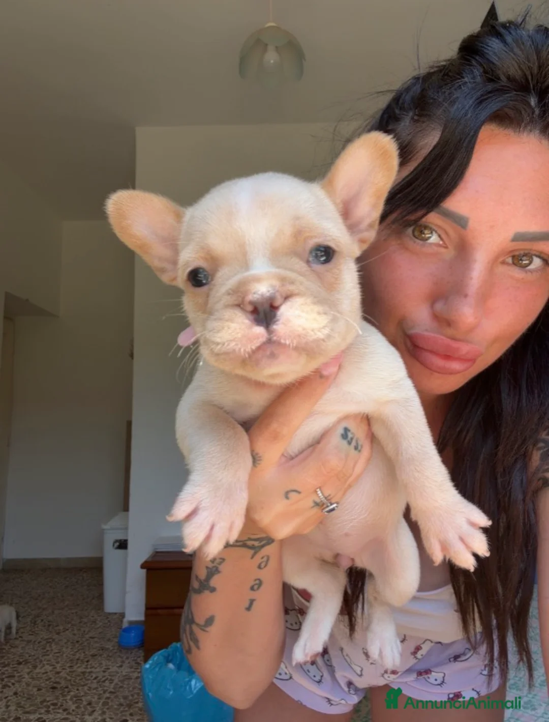 Bulldog Francese cani in vendita: Cuccioli di bulldog francese  - Annuncio 4