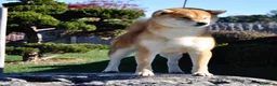 Shiba Inu cani in vendita: Cuccioli SHIBA INU  - Annuncio 11