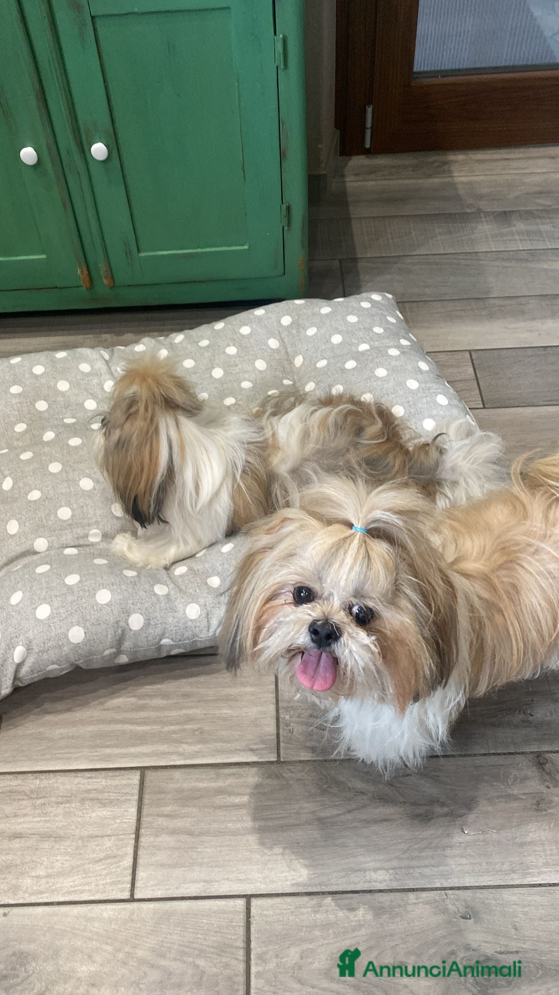 Shih Tzu cani Shitzu per accoppiamento - Annuncio 22
