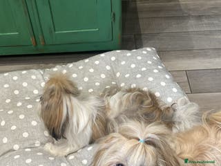 Shih Tzu cani Shitzu per accoppiamento - Annuncio 1