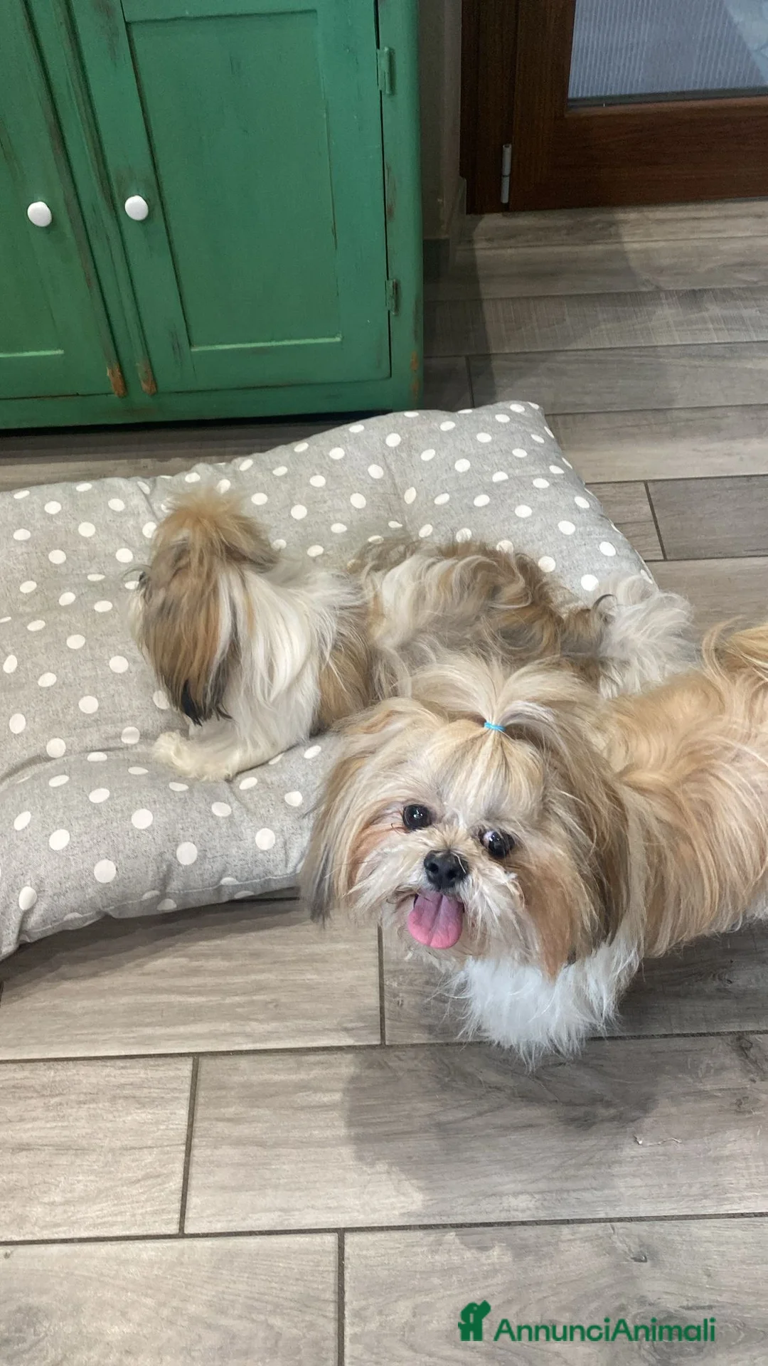 Shih Tzu cani per accoppiamento: Shitzu per accoppiamento - Annuncio 1