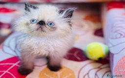 Persiano gatti in vendita: Cuccioli persiano ipertipico a Province of Massa and Carrara - Immagine 1
