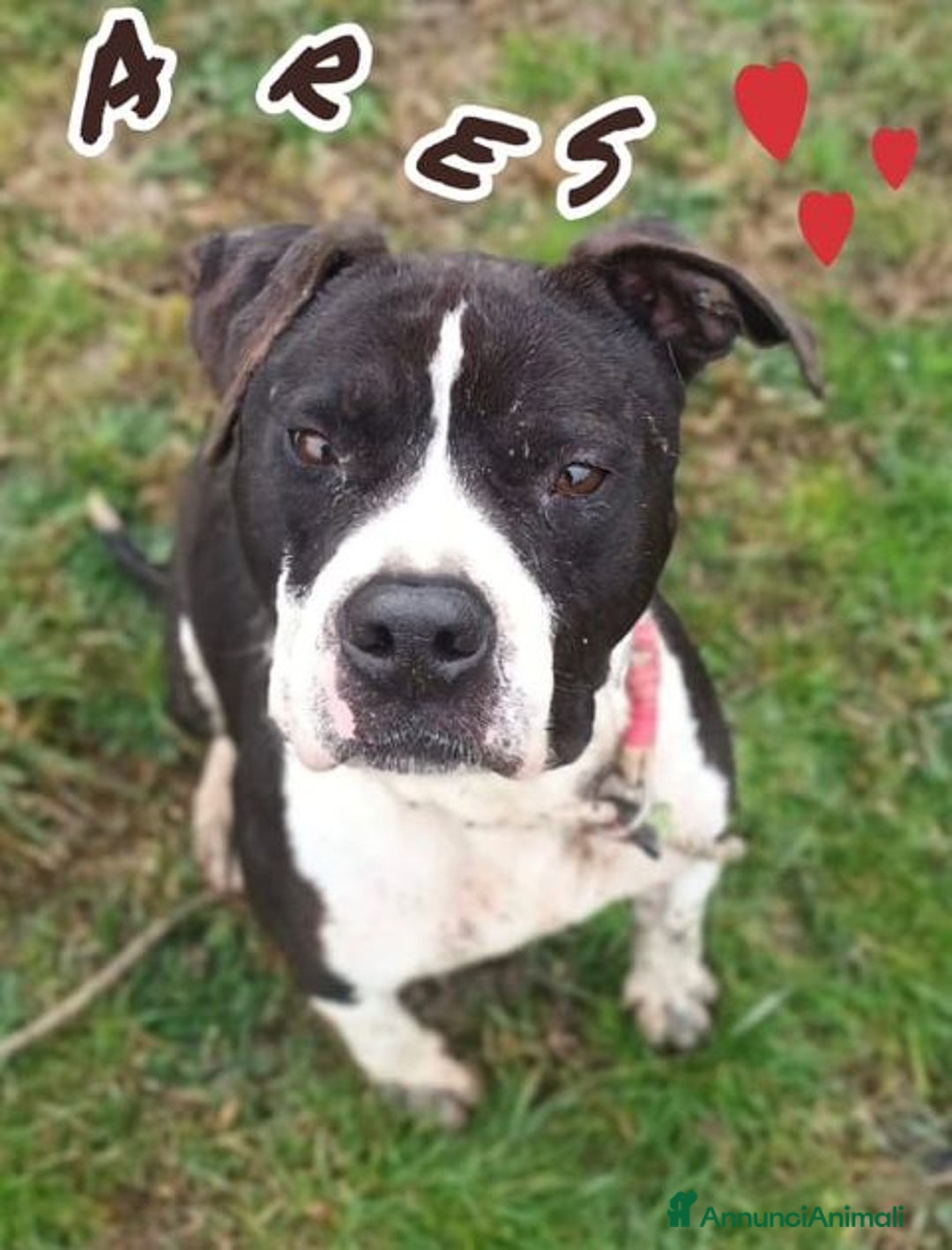 Pitbull cani in regalo: ARES cerca casa - solo per esperti! - Annuncio 3