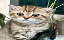 Scottish gatti in vendita: Gattine British a Città Metropolitana di Torino - Immagine 3