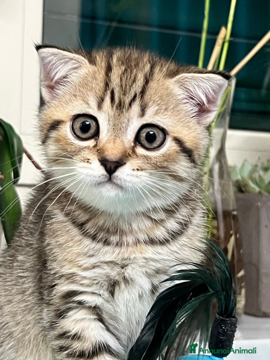 Scottish gatti in vendita: Gattine British a Città Metropolitana di Torino - Immagine 3